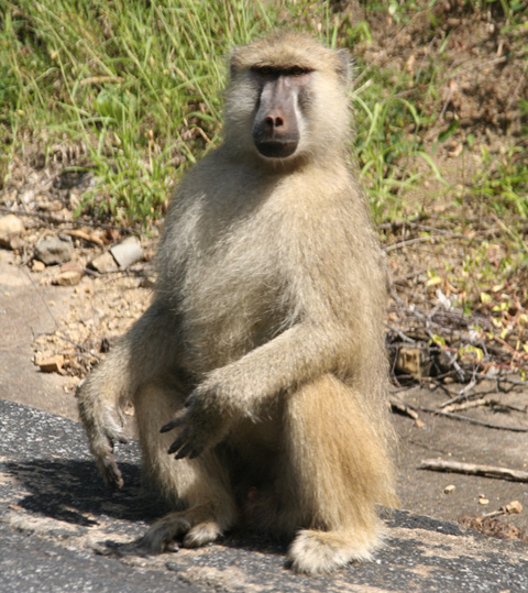 Baboon